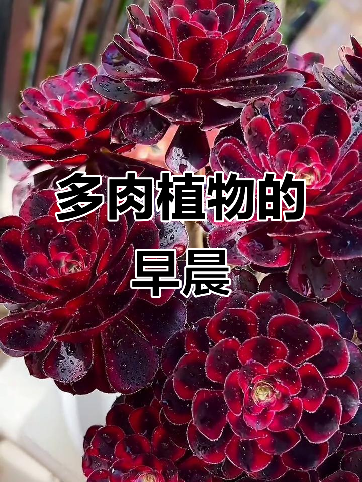 香奈儿多肉植物,清晨的美丽与懒散