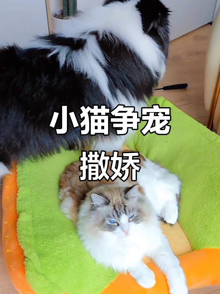 麦当劳里的小猫咪,抢不过就贴贴撒娇