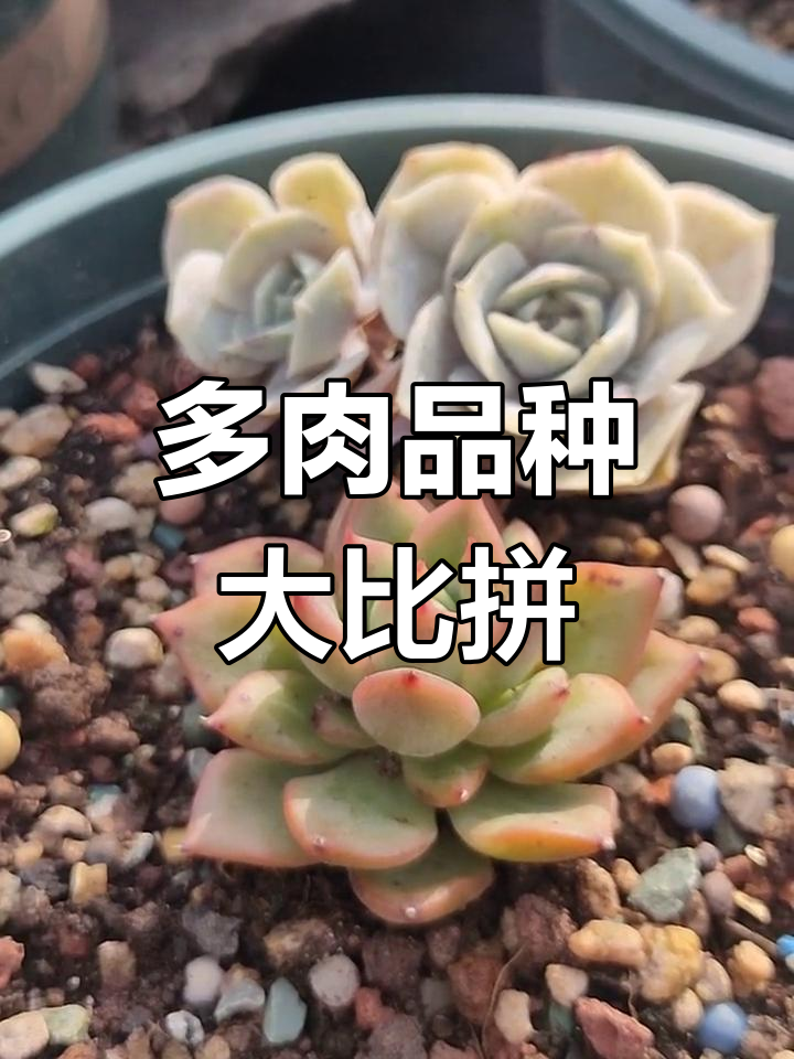 东云系与月影系多肉的对比:弗洛瑞安娜 vs 蓝色惊喜