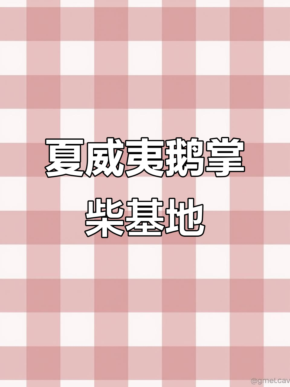 探访夏威夷鹅掌柴种植基地，快速生长的秘密