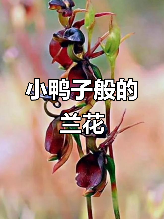 飞亚兰:像小鸭子一样的兰花,澳大利亚珍稀植物揭秘