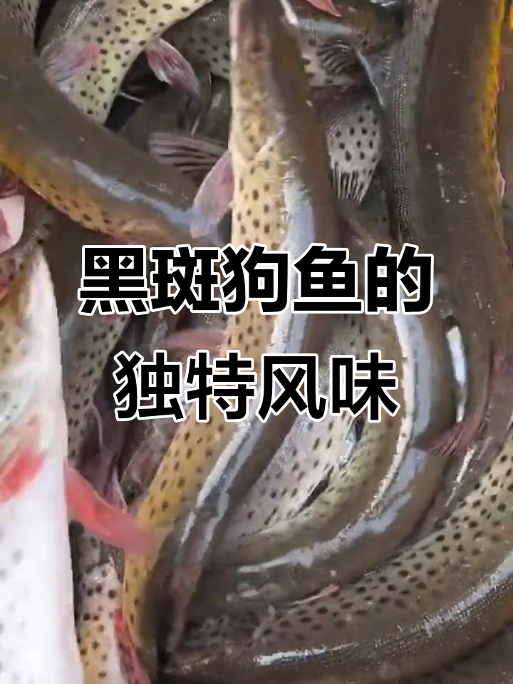 黑龙江黑斑狗鱼:凶猛美味,铁锅炖汤香气扑鼻