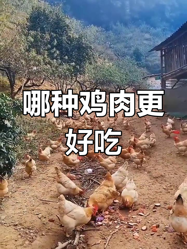 三黄鸡与土鸡的口感对比