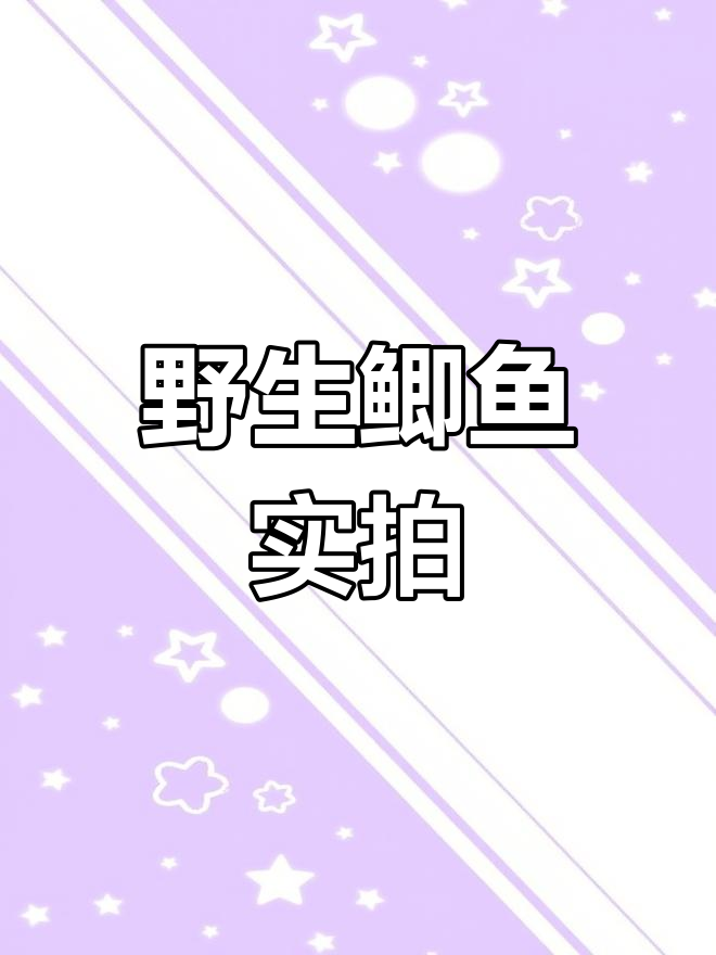 野生鲫鱼真实照片,雨中捕捞大揭秘