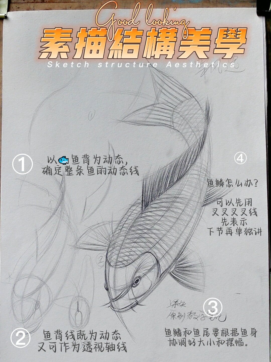 4步鲤鱼的关键结构画法详解