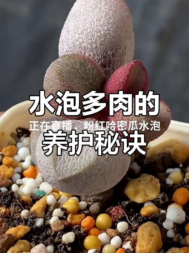 多肉植物养护技巧大公开，水泡多肉更健康