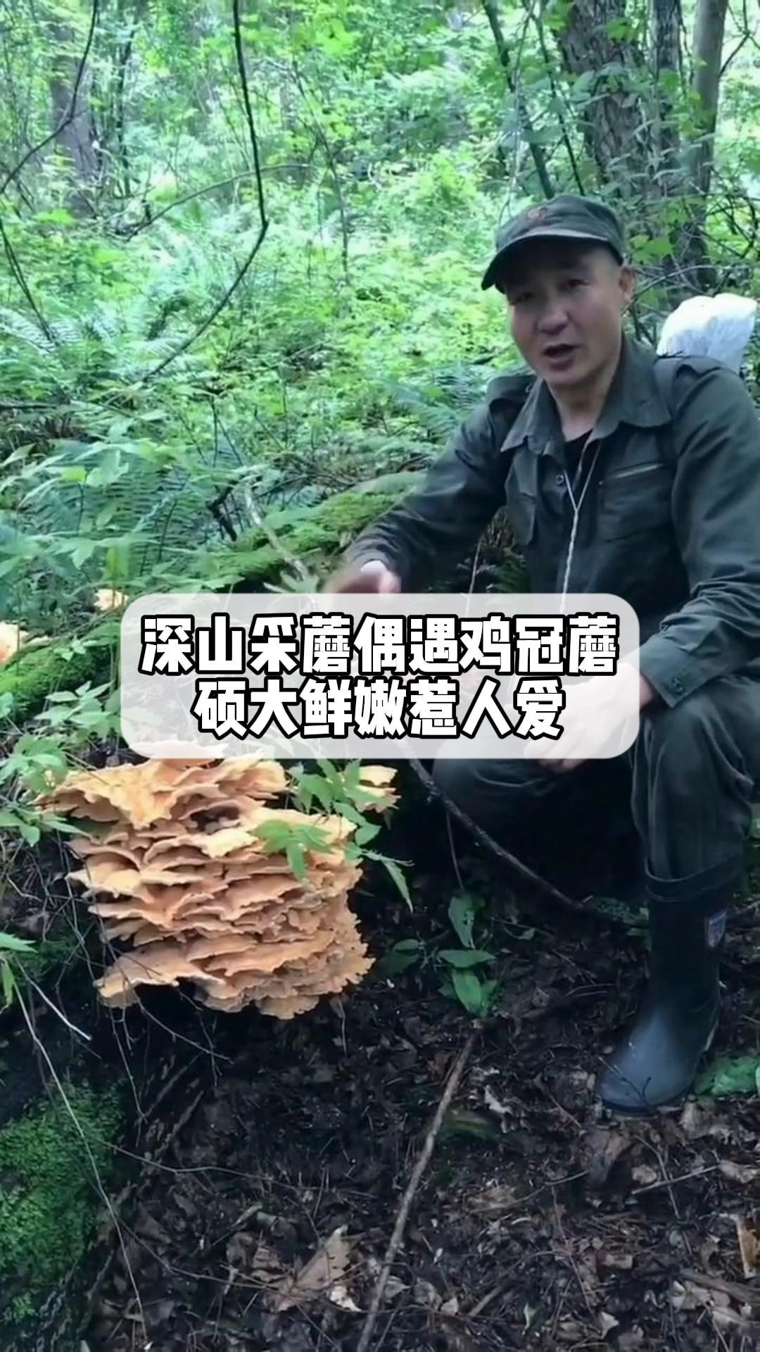 深山採蘑偶遇鸡冠蘑,硕大鲜嫩惹人爱