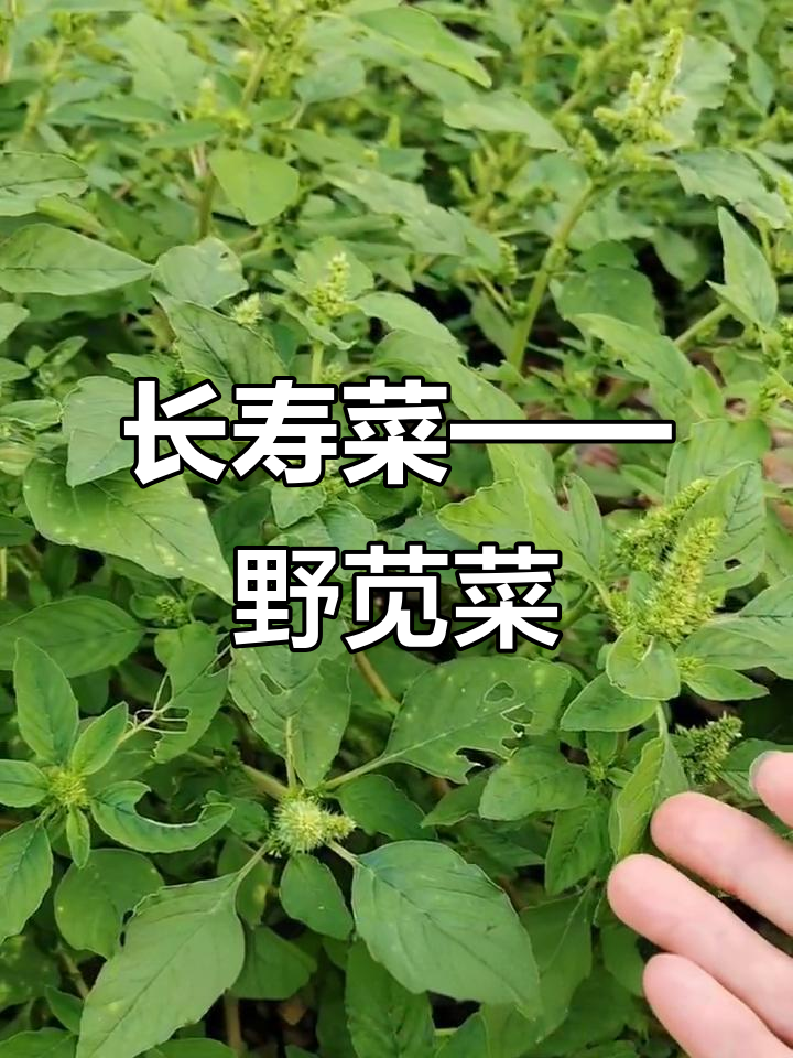 野苋菜:长寿菜的神奇功效,全身都是宝