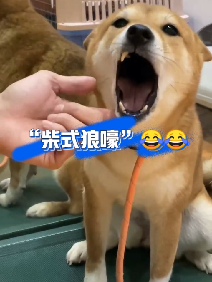 柴式狼嚎|柴犬叫声,听了你家狗狗啥反应?