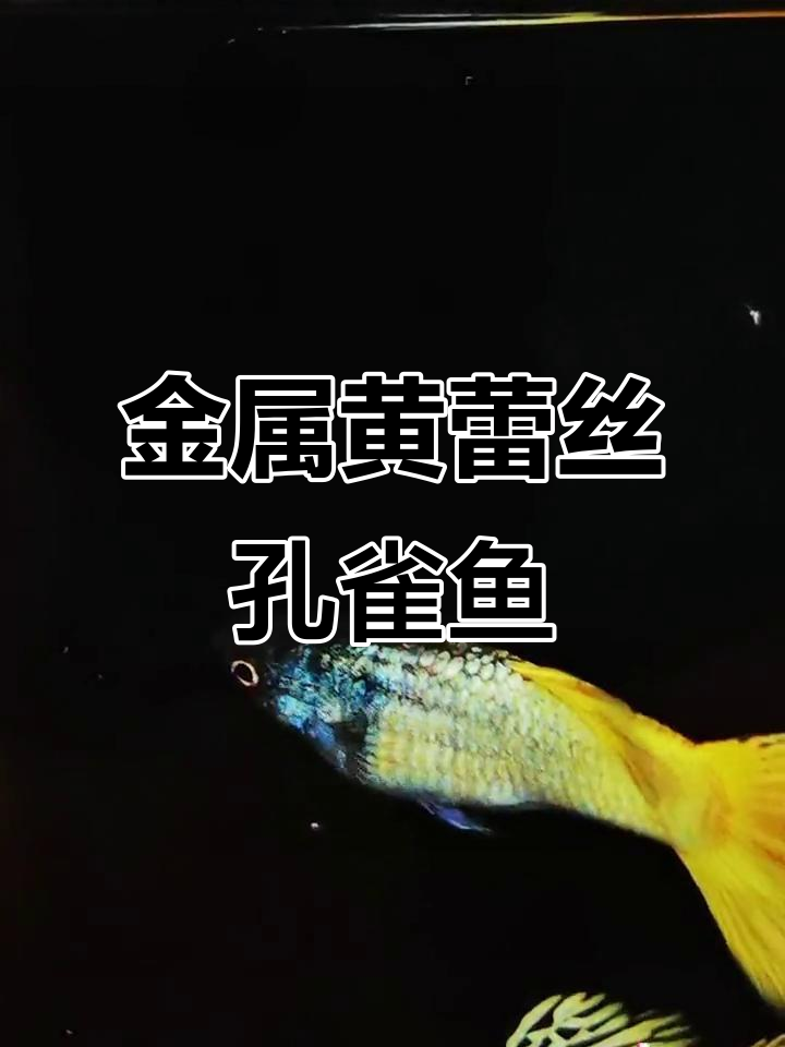 金属黄蕾丝孔雀鱼,魅力四射的水族世界