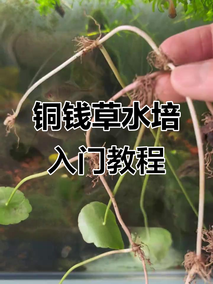 从零开始打造生态鱼缸,铜钱草水培净化水质