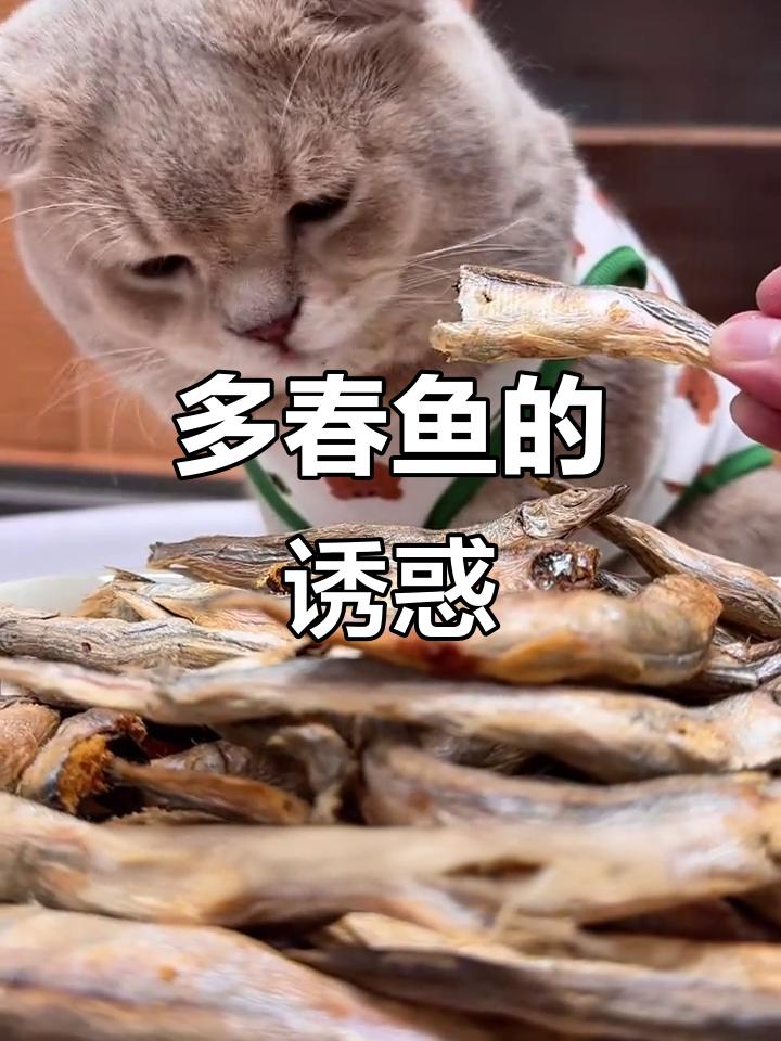 这款多春鱼,猫咪爱吃又解馋,还能补充营养!