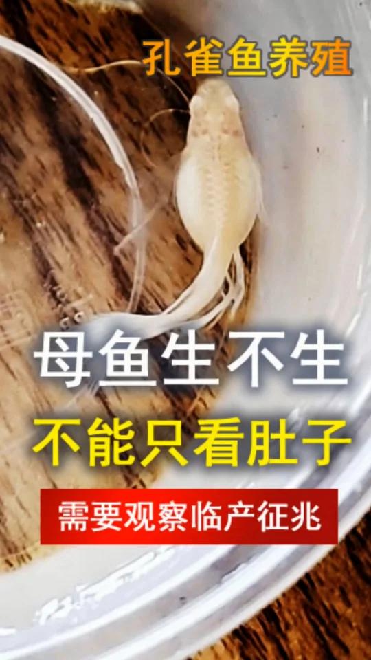 孔雀鱼生不生,不能只看肚子,要看临产征兆