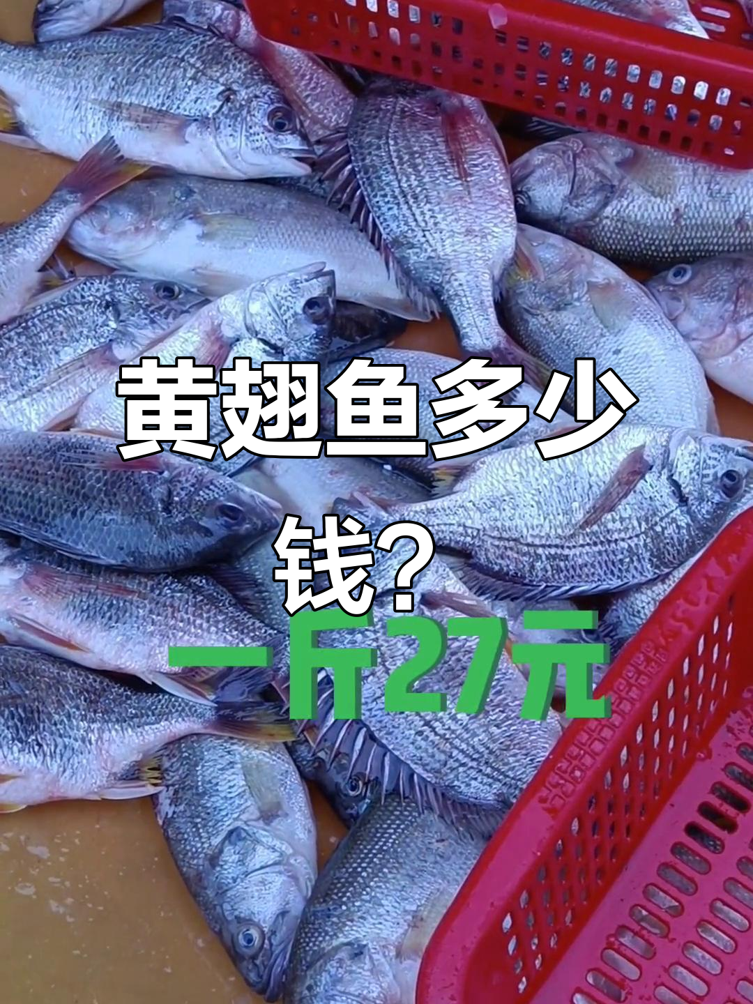 黄翅鱼市场价格大揭秘,买前必看!