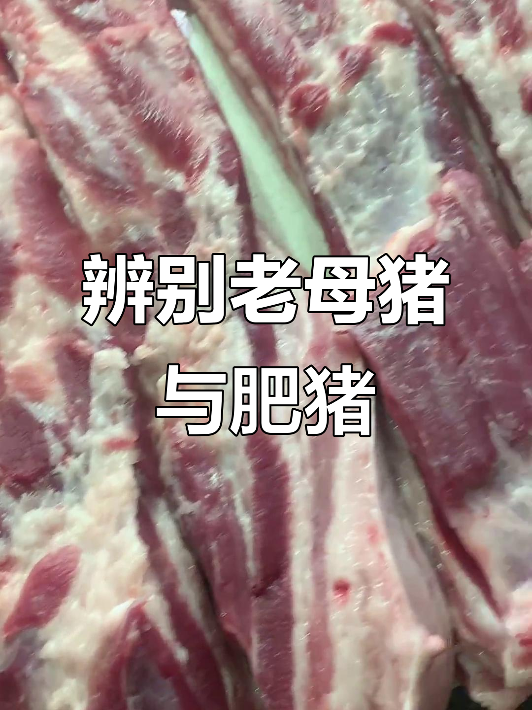 如何分辨老母猪和肥猪肉质特征,一看就懂