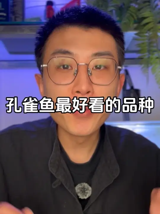 孔雀鱼最好看还好养的品种有哪些