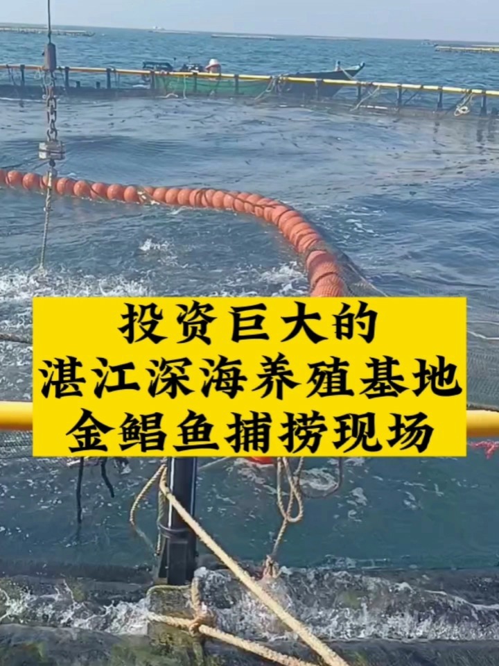 湛江深海养殖基地之金鲳鱼