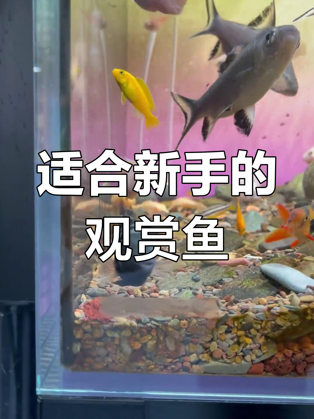 新手必养六种皮实鱼,轻松上手