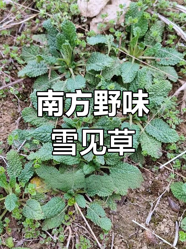 雪见草,南方的美味野菜,你们那儿怎么称呼它?