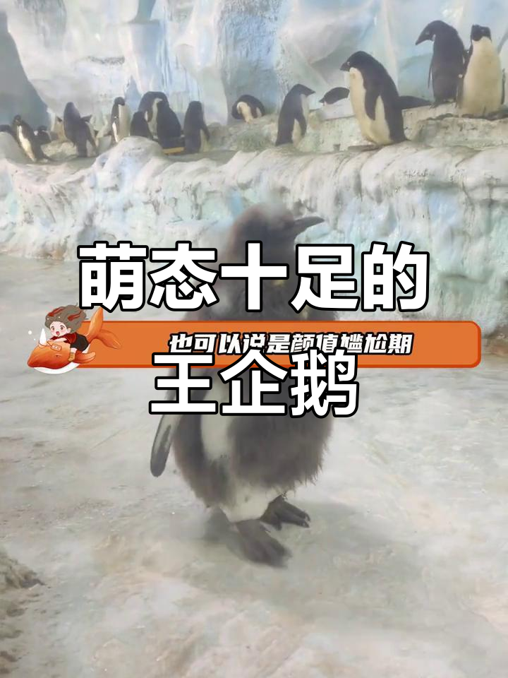 王企鹅幼崽变身猕猴桃,换羽期尴尬到极致