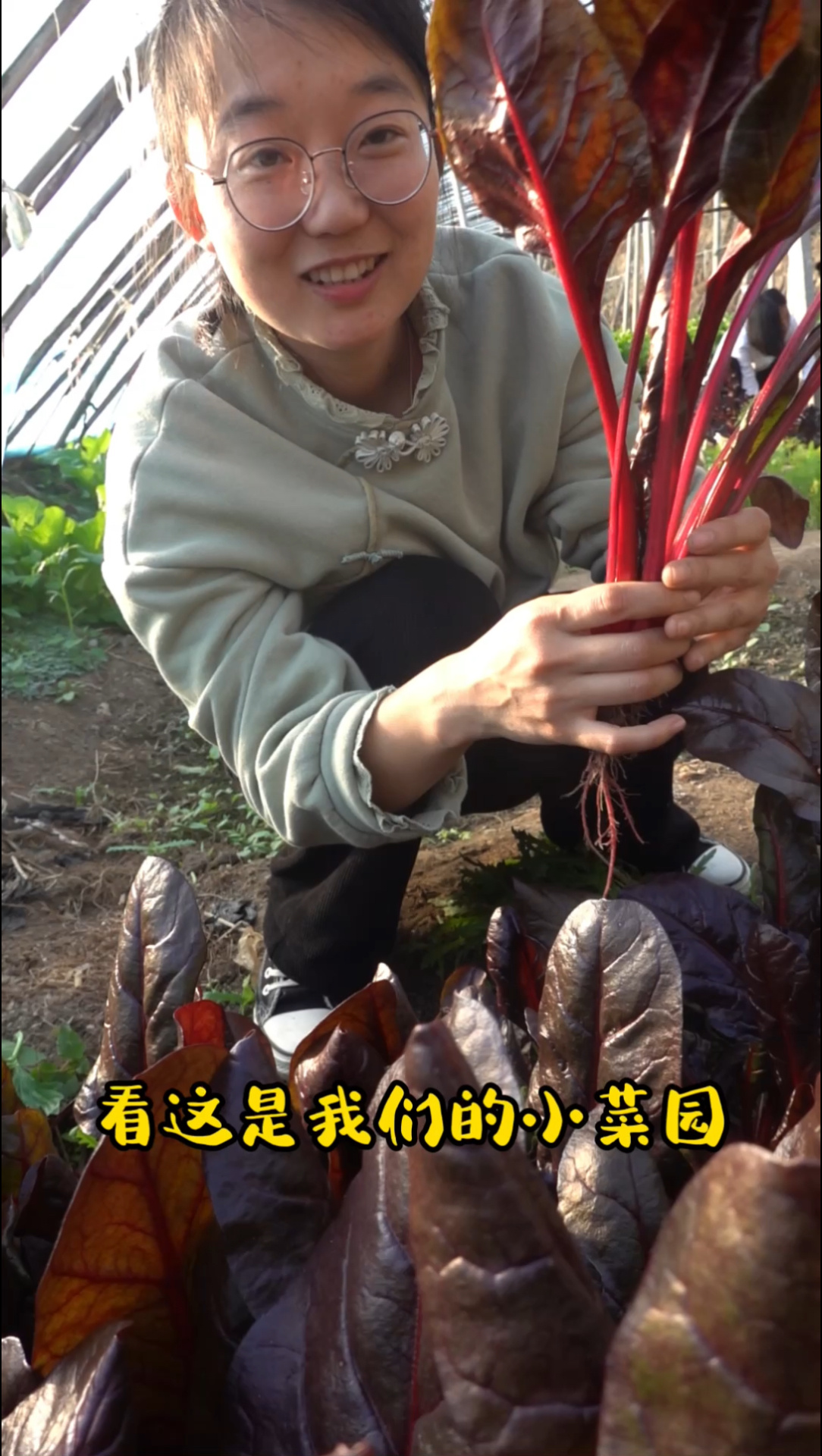 这个才不简单,既好看又好吃的红叶甜菜