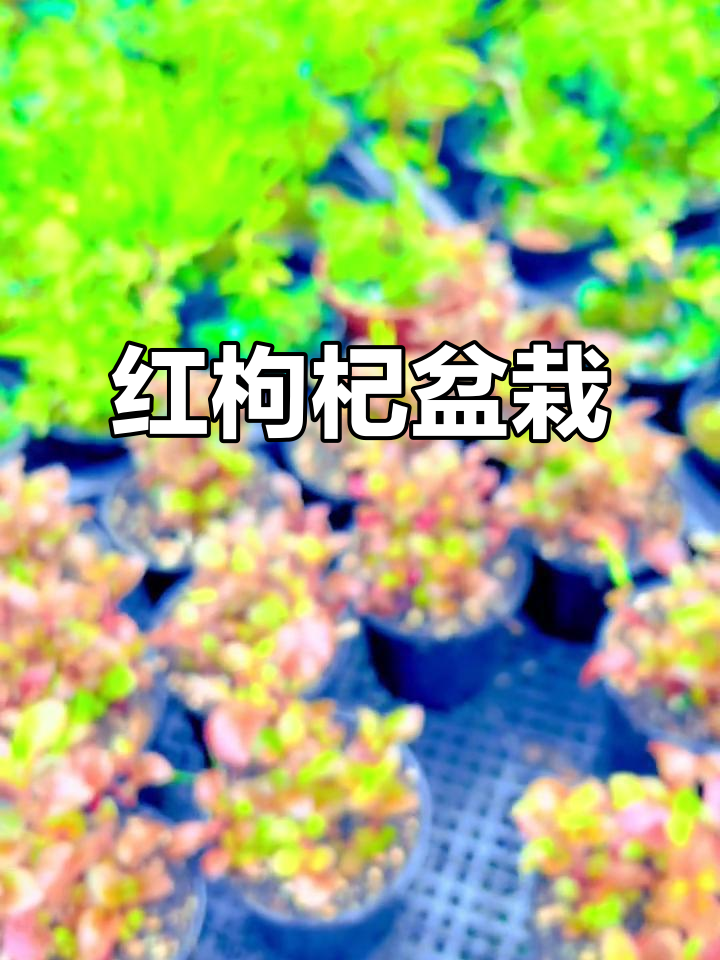 台湾红枸杞,耐热又健康,阳台盆栽轻松种植