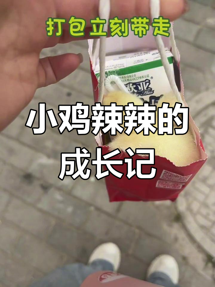 五一捡到的小鸡,成了我的萌宠,不定期分享它的可爱日常