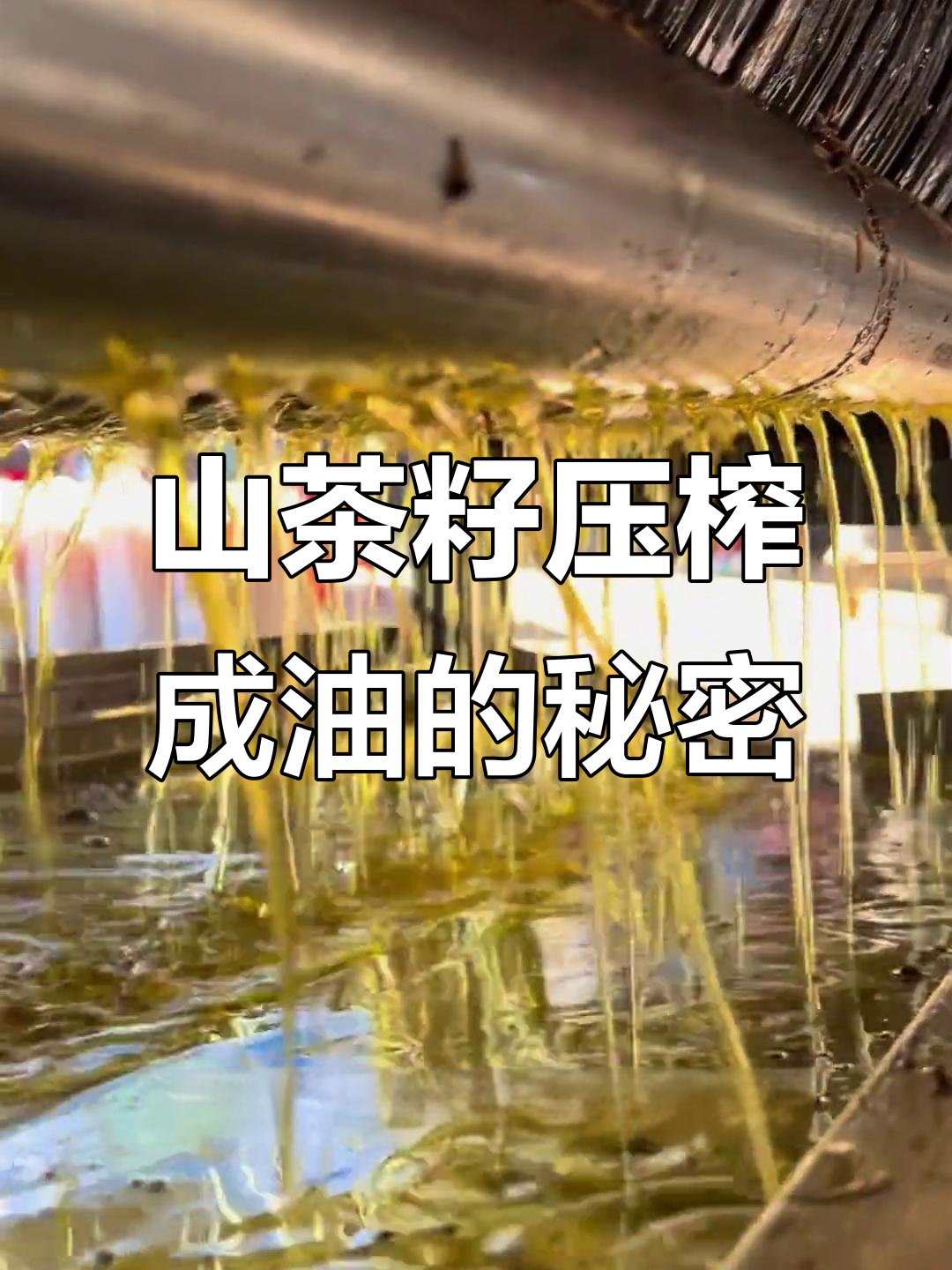 100斤山茶籽能榨出多少油?揭秘低滴醇香的山茶油制作过程
