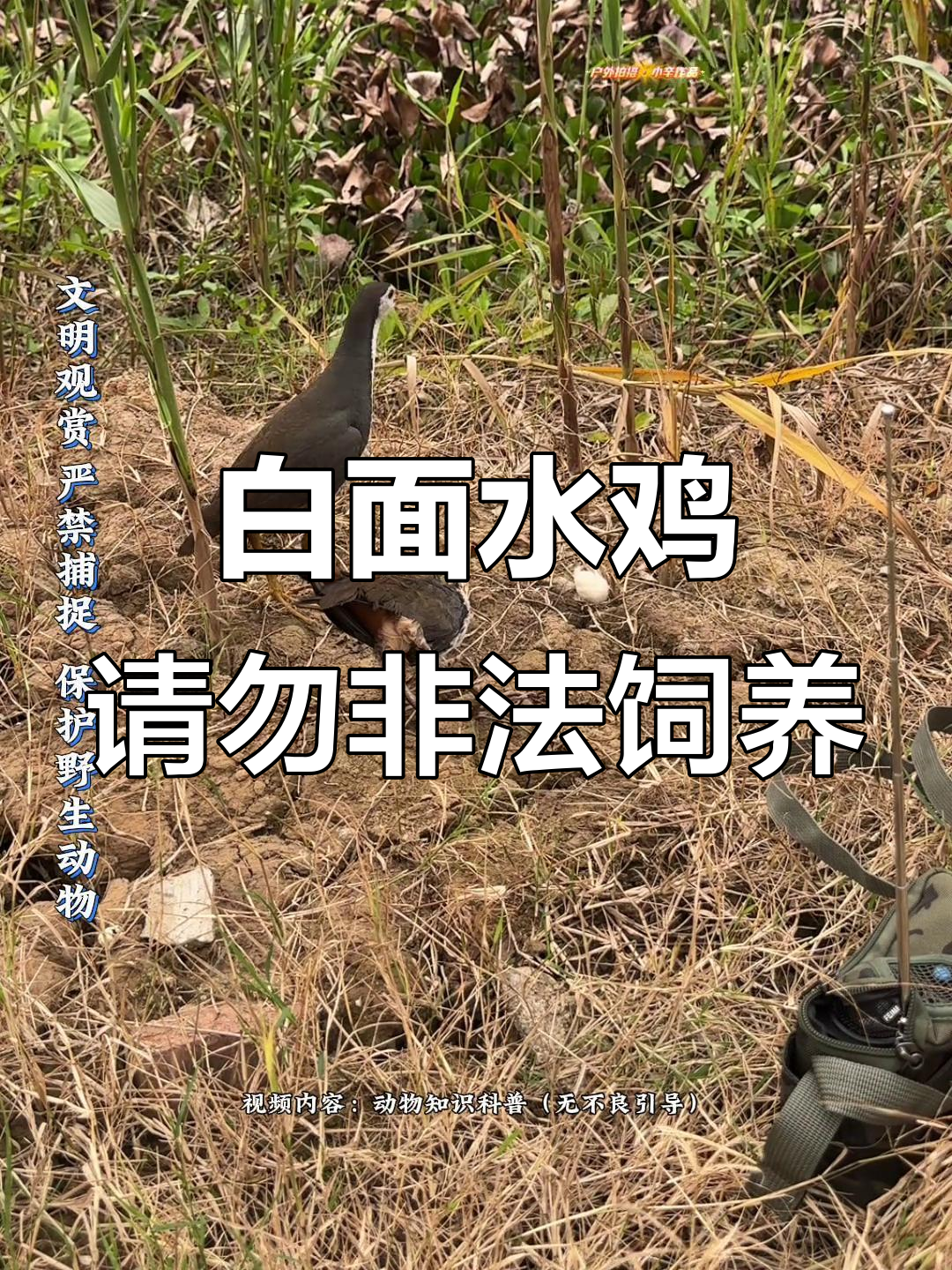 保护野生动物,遵守法律!白面水鸡与黑水鸡的合法拍摄