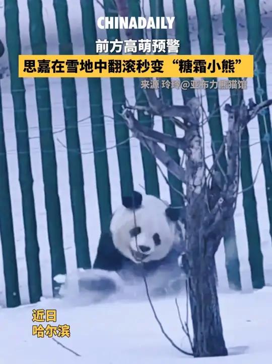 近日，哈尔滨，大熊猫思嘉遇到雪开启“放飞自我”模式：在雪地里撒欢打滚、开心转圈圈，转眼间就