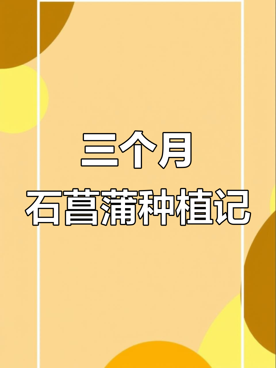 石菖蒲种植三个月,收获满满,未来更美好