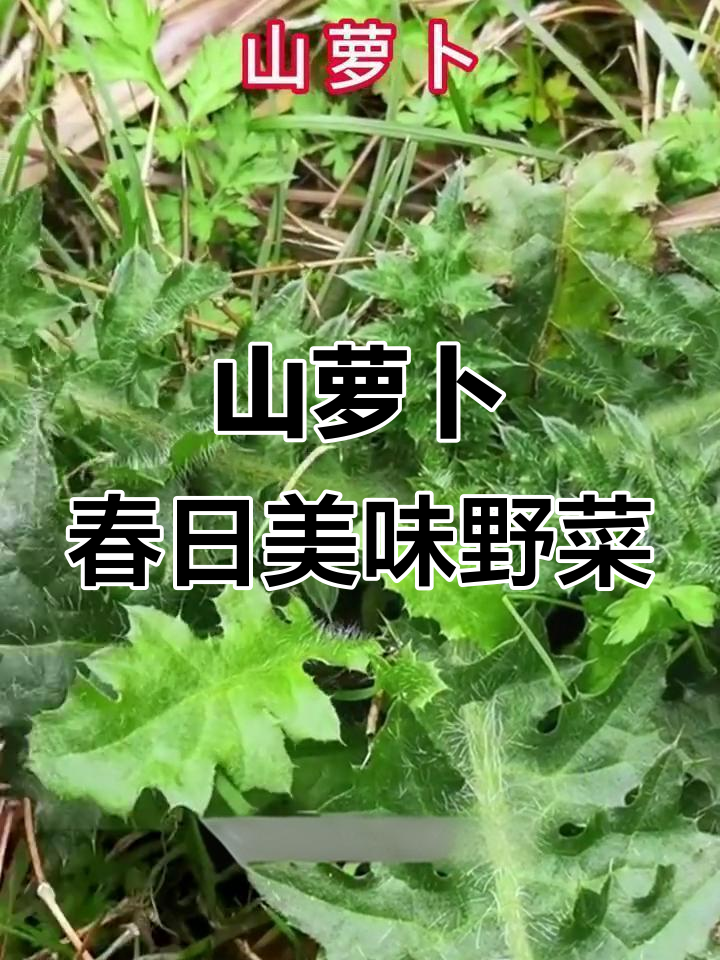 春季山萝卜,菊科极品野菜你见过吗?