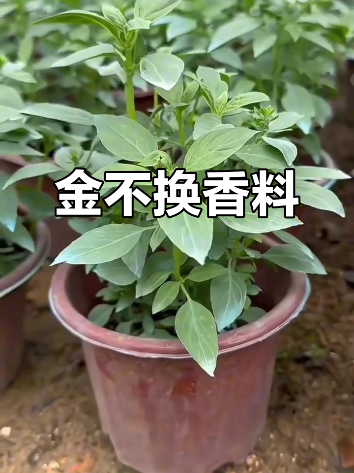 九层塔:香气扑鼻的西餐常客,你叫它什么名字?