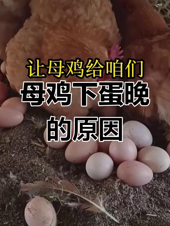 母鸡不下蛋的三大原因,了解这些让产蛋更轻松