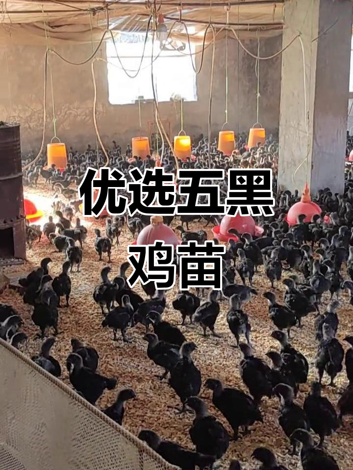 五黑鸡苗,优质健康的选择