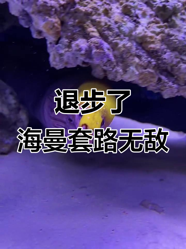 海鳗套路太深,连虾都上当了!