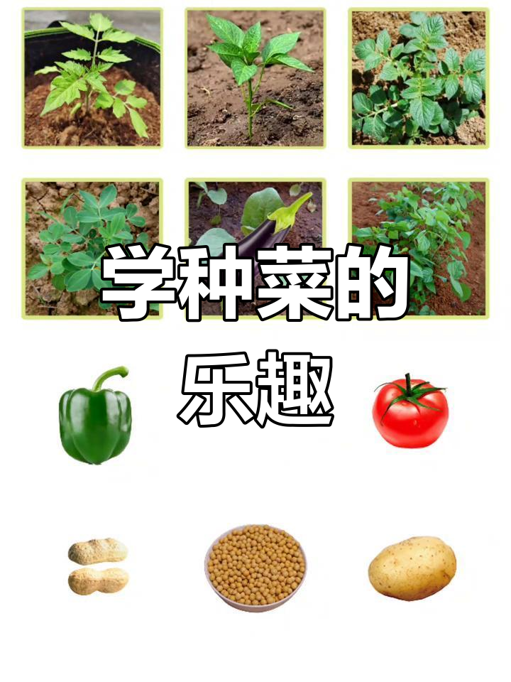 认识植物,从种菜开始!一起了解蔬菜的成长过程