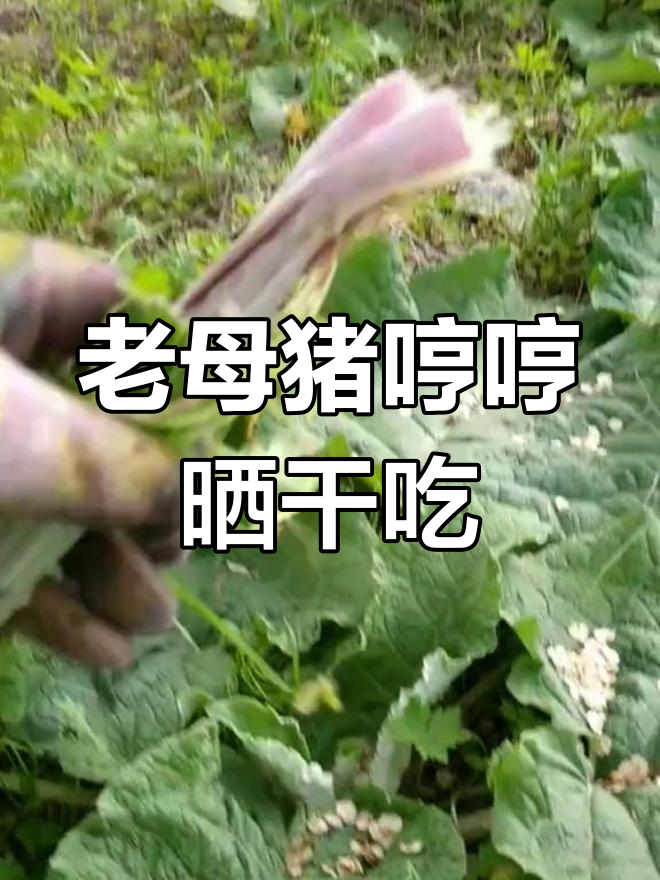 牛蒡晒干做咸菜,冬天味道超赞!