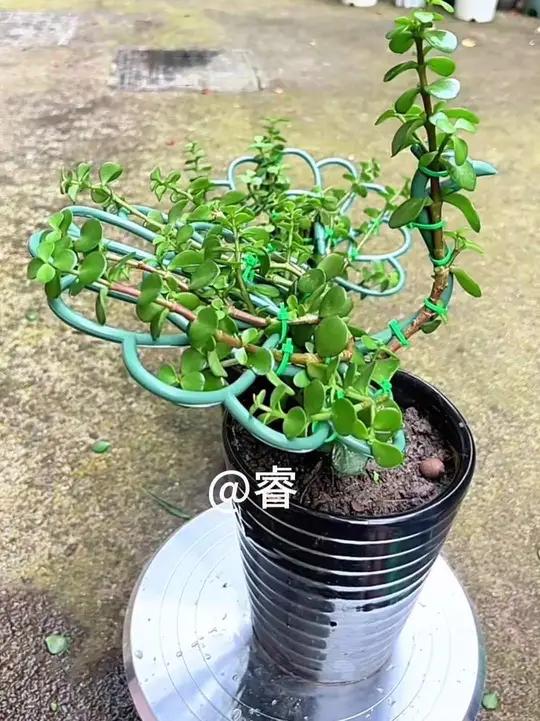 今天用这个支架做一个孔雀开屏造型!种植小技巧爱生活爱养花一起养花
