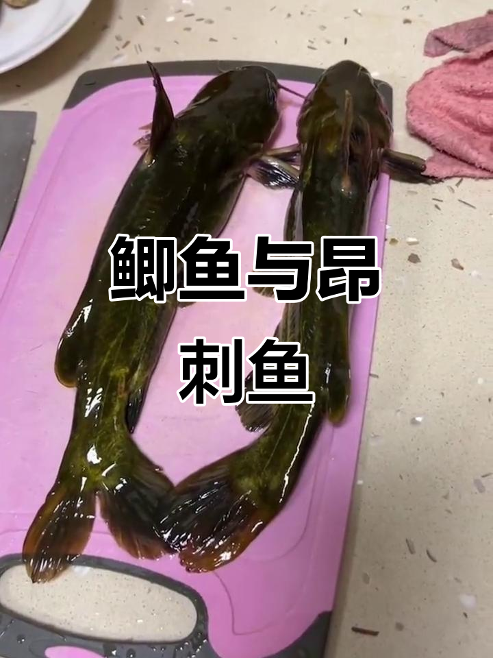 鲫鱼和昂刺鱼的差别不大,别再吹了!