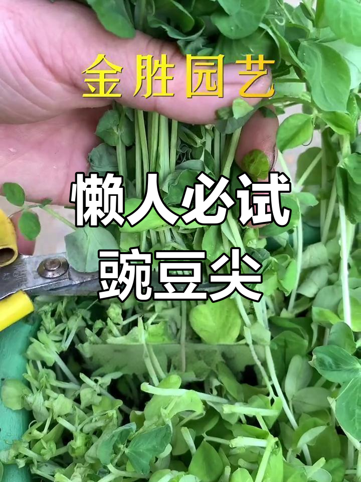 豌豆尖比大白菜更值得种,嫩滑美味又易采