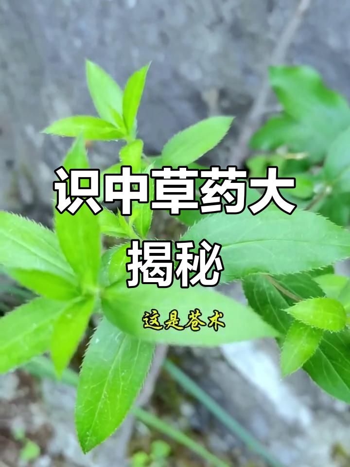 跟着猴哥识百草:从重楼到鸭跖草,了解这些神奇的中草药