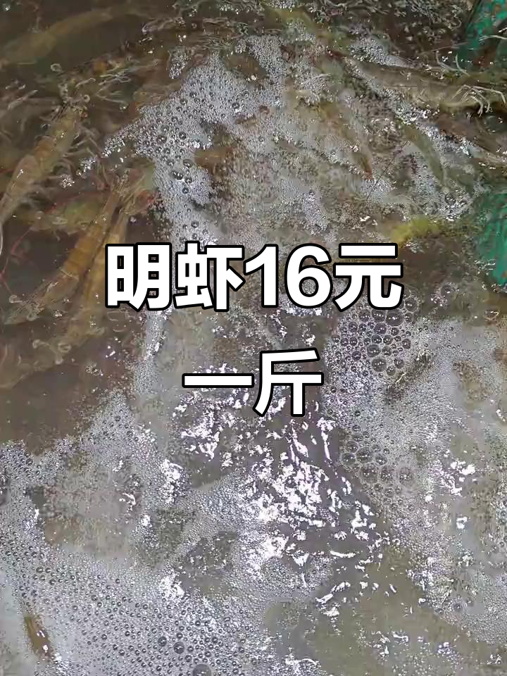 明虾与沼虾价格大比拼,哪种更值?