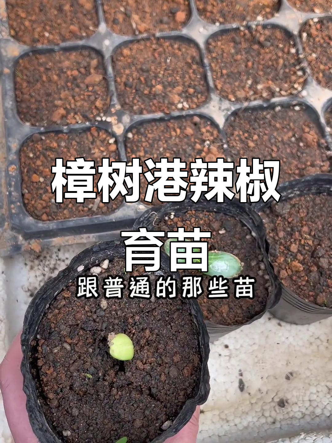 樟树港辣椒苗培育技巧,微辣香鱼口感等你尝