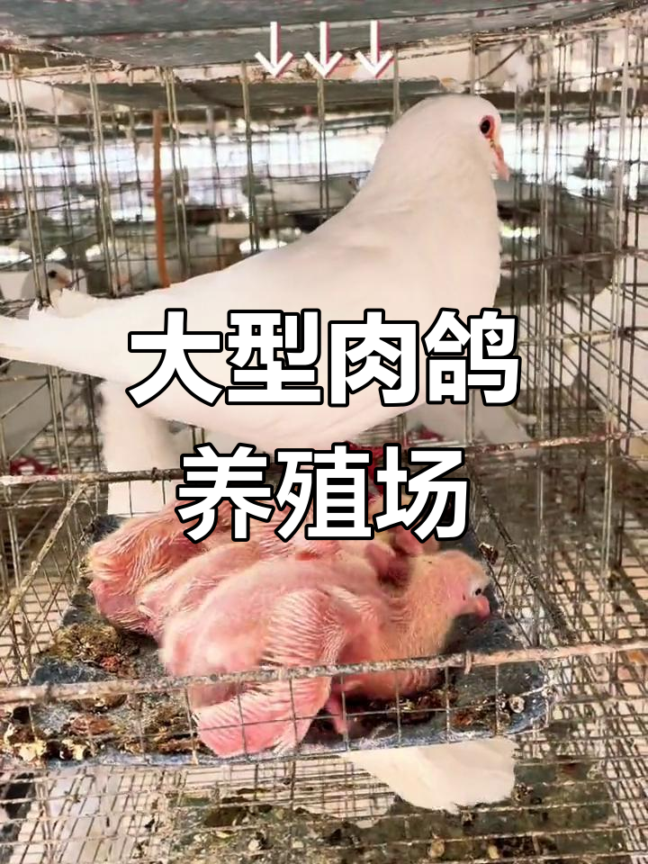 湖北枣阳肉鸽养殖基地,规模庞大,每栋有专人照料