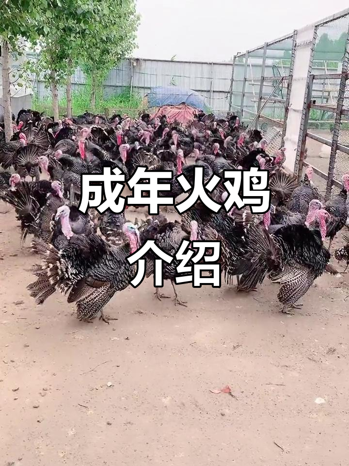 成年火鸡：体型巨大，生长迅速，适合南北养殖