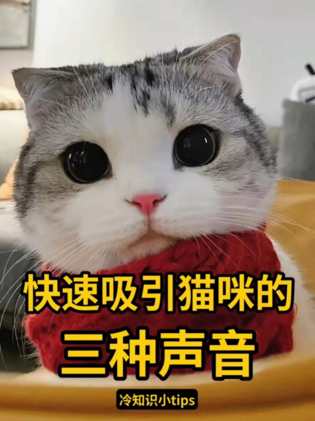 这三种声音能够吸引猫咪,你知道为什么吗