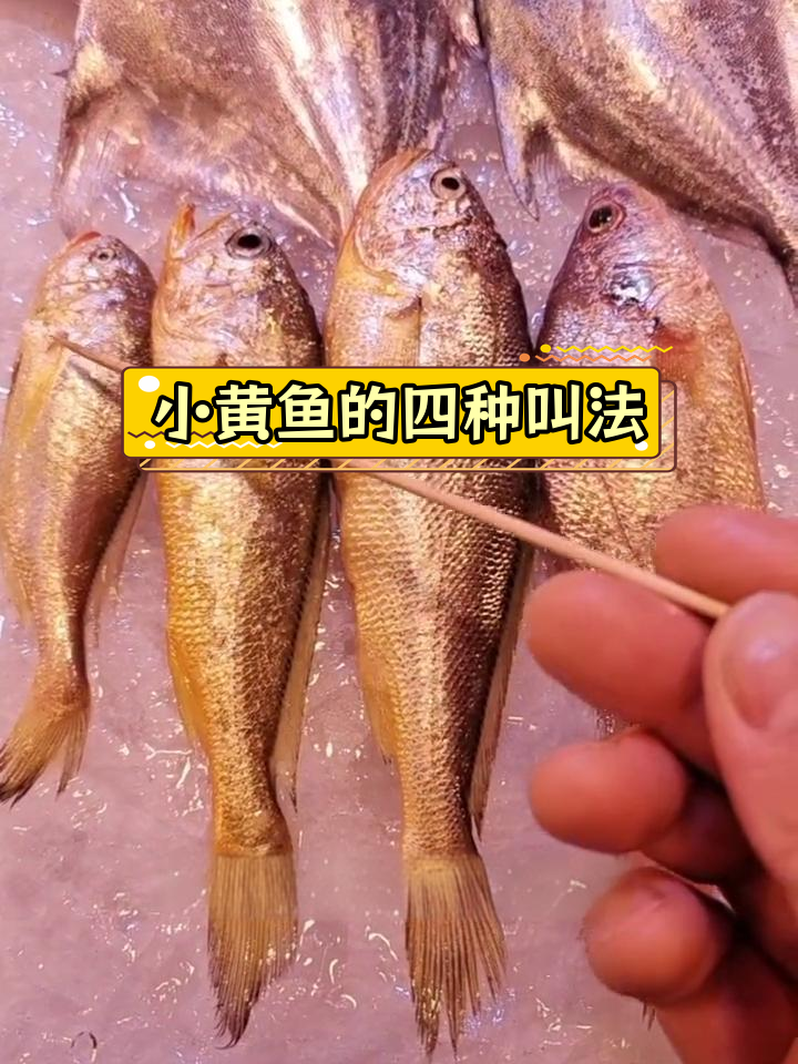 四种小黄鱼的名字解析
