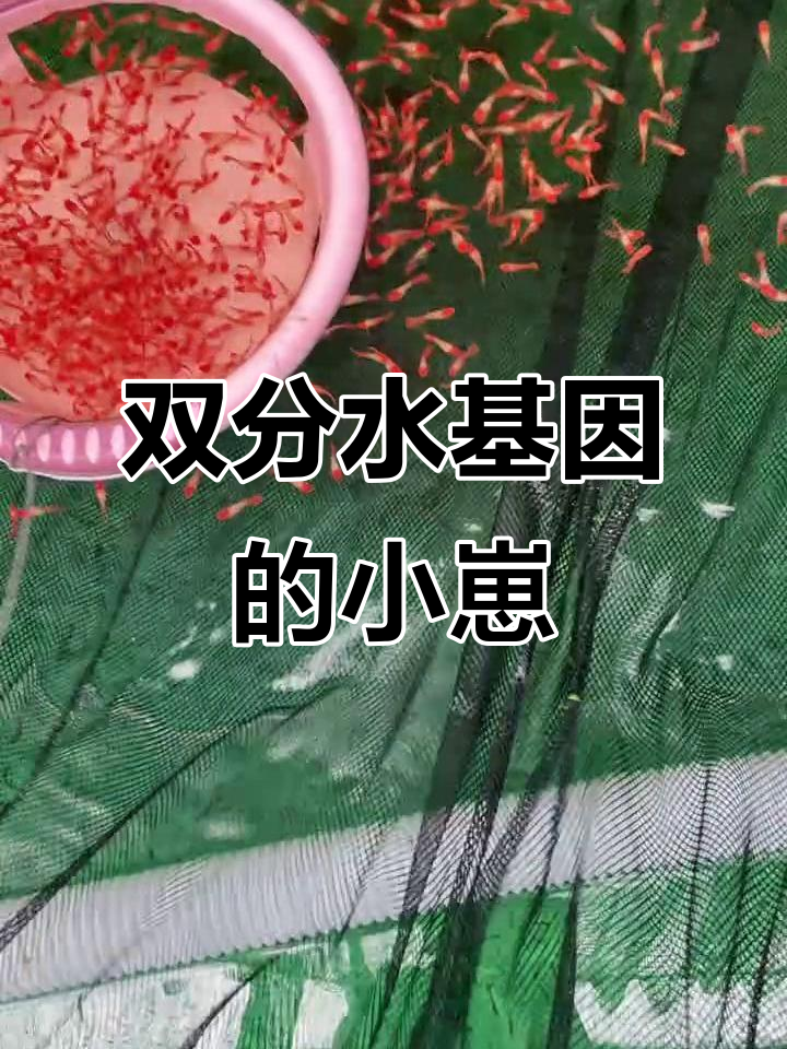 鸿运当头孔雀鱼与凤尾鱼的繁殖奇迹,超可爱小鱼一窝接一窝