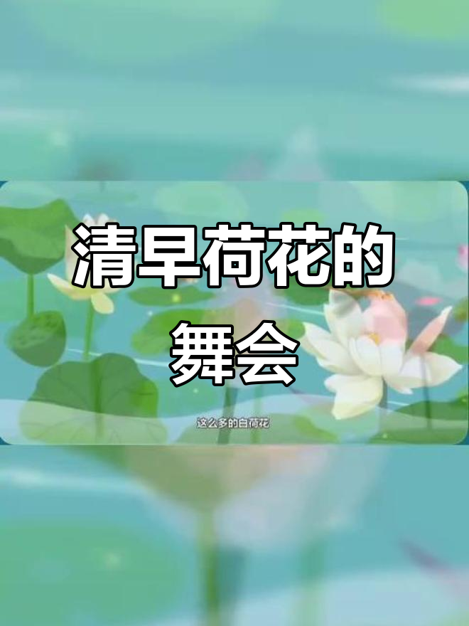 荷花池中的舞蹈与清香,蜻蜓小鱼相伴清晨